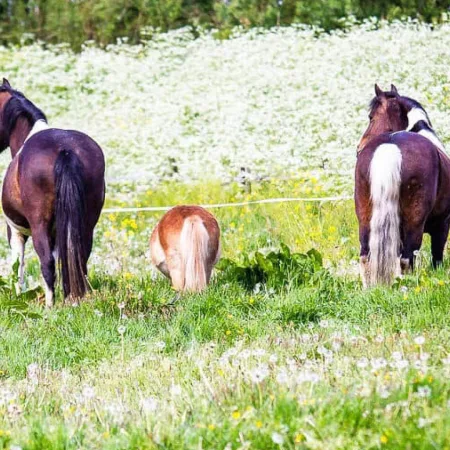 Four Star Stables