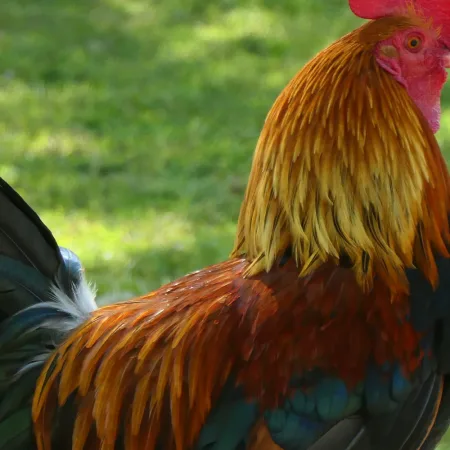 Kinderboerderij de Meent